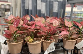 아글라오네마 2팩 인테리어 식물 토분 화분 가격 정리_640274