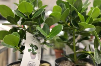 코스트코-크루시아-공기정화식물-플라스틱-화분-가격-정리_664783