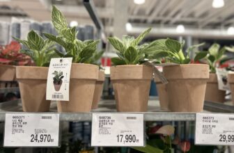 코스트코-필로덴드론-버킨-공기정화-식물-토분-가격-정리_648736