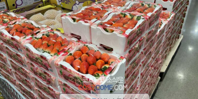 코스트코 킹스베리 딸기 1kg 가격 시세 정리